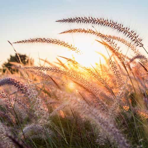 Gesang zur Trauerfeier Solothurn Wangen an der Aare Wiedliesbach Beerdigung